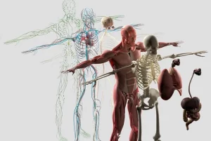 Découpe anatomique représentant les muscles, nerfs, os, et réseaux sanguin